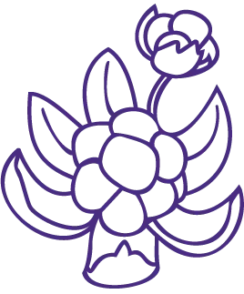 Cloudberry purple